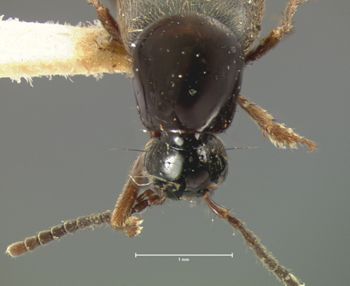 Media type: image;   Entomology 7300 Aspect: head frontal view